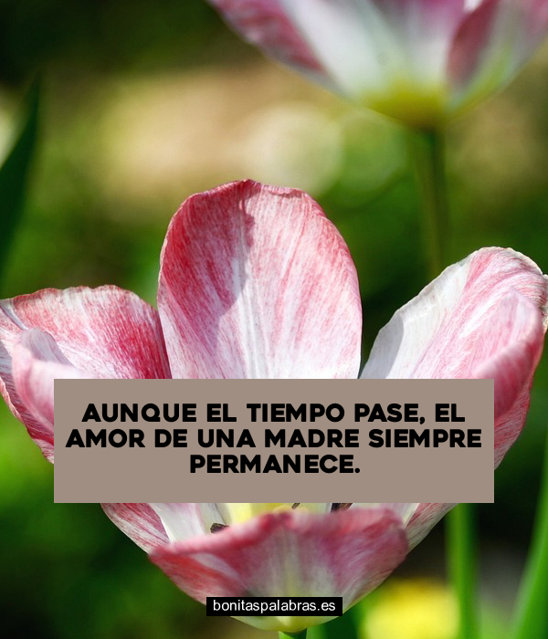 Imagen de Aunque El Tiempo Pase El Amor De Una Madre Siempre Permanece