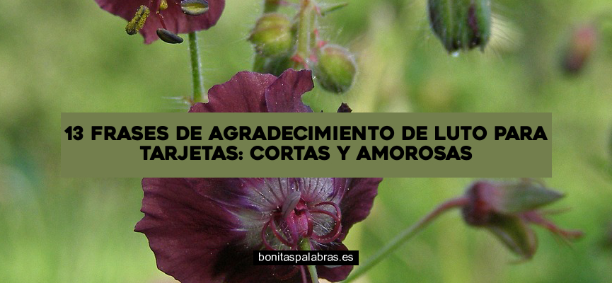 13 Frases de Agradecimiento de Luto para Tarjetas: Cortas y Amorosas