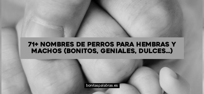 71+ Nombres de Perros para Hembras y Machos (Bonitos, Geniales, Dulces…)