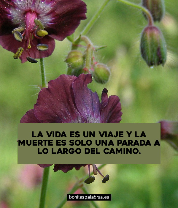 Imagen de La Vida Es Un Viaje Y La Muerte Es Solo Una Parada A Lo Largo Del Camino