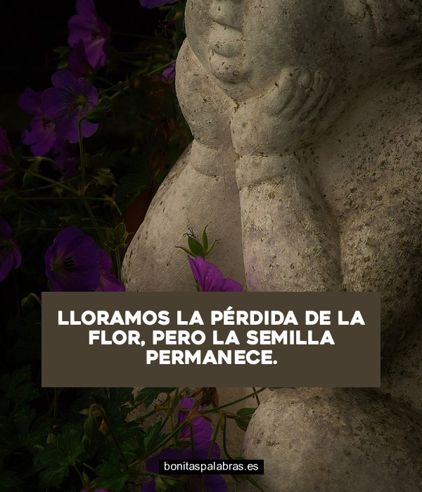 Imagen de Lloramos La Perdida De La Flor Pero La Semilla Permanece