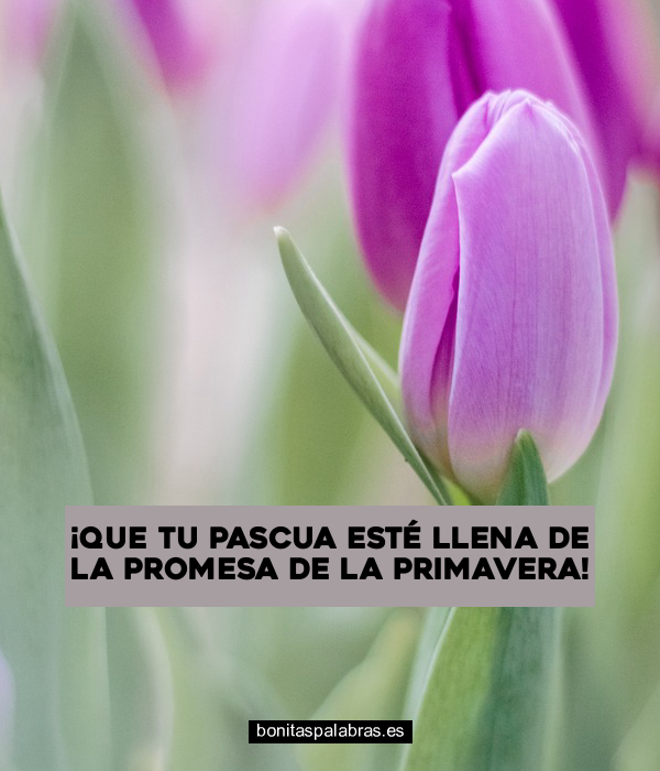 Imagen de Que Tu Pascua Este Llena De La Promesa De La Primavera